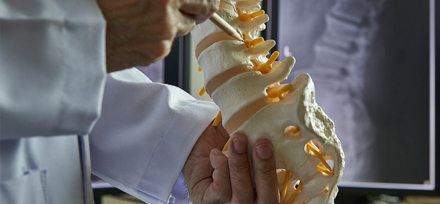 image of doctor pointing at a model of the human spine
