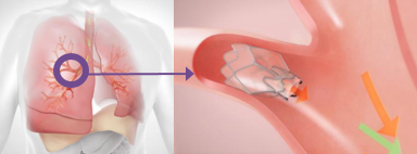 Natalie Marusich and Dr. Felice Schnoll-Sussman